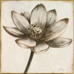 copy of Sepia Lotus I - Cuadrostock