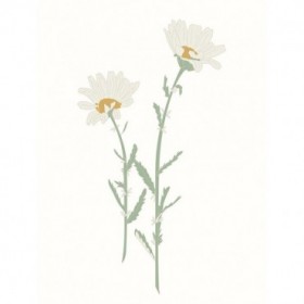 Wildflower Oxeye Daisy - Cuadrostock