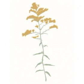 Wildflower Goldenrod - Cuadrostock