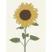 Sunflower 1 - Cuadrostock