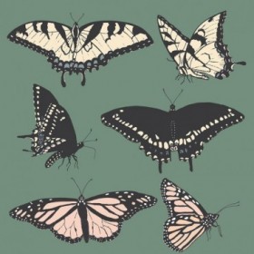 Butterfly Chart - Cuadrostock