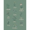 Wildflower Chart - Cuadrostock