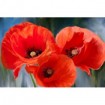 Poppy Trio - Cuadrostock