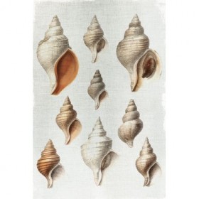 Conch Shells - Cuadrostock