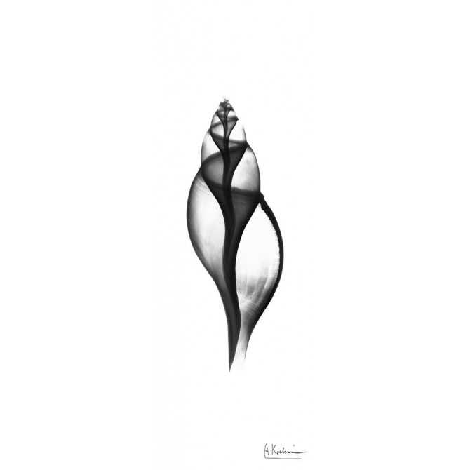 Tulip Shell - Cuadrostock