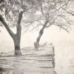 Tree Pier - Cuadrostock