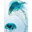 Jelly Fish Friends - Cuadrostock