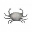 Grey Crab - Cuadrostock