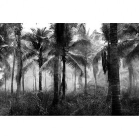 Palms Black And White - Cuadrostock