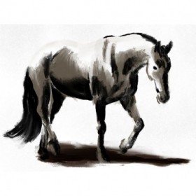 Artistic Horse - Cuadrostock