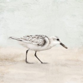 Sandpiper 1 - Cuadrostock