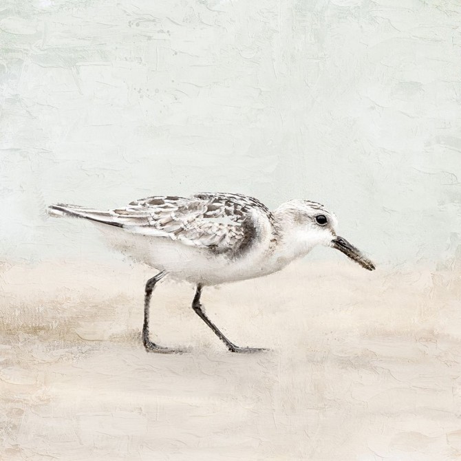 Sandpiper 1 - Cuadrostock