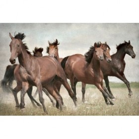 Running Wild Horses - Cuadrostock