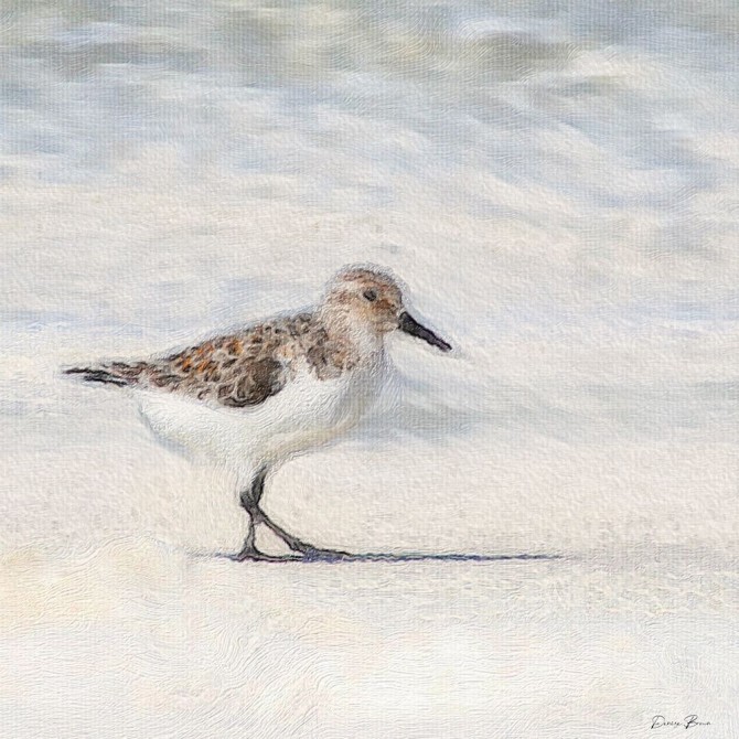 Eclipsed Sandpiper - Cuadrostock