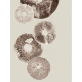 Mushroom 6 Light Brown - Cuadrostock