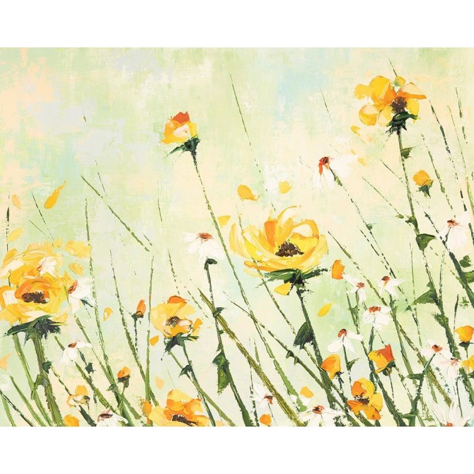Chrysanthemum and Daisy Field - Cuadrostock