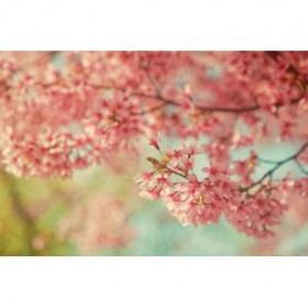Cheery Cherry Blossoms - Cuadrostock