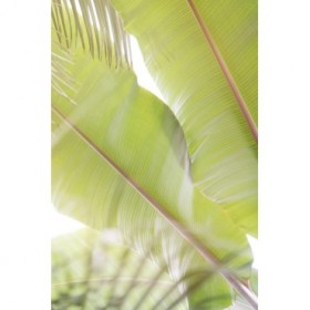 Palm Leaves No. 2 - Cuadrostock
