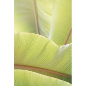 Palm Leaves No. 1 - Cuadrostock