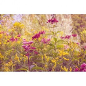 Plum and Mustard Wildflowers - Cuadrostock