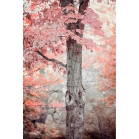 Pink and Coral Maple Tree - Cuadrostock