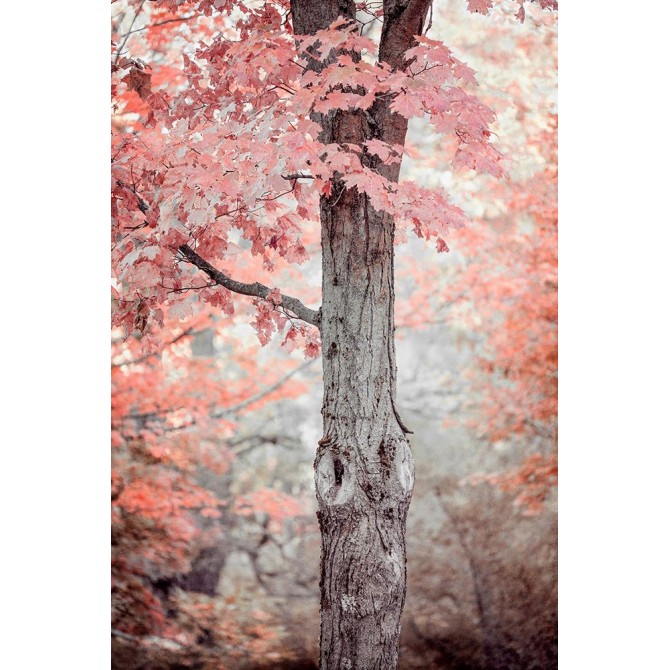 Pink and Coral Maple Tree - Cuadrostock