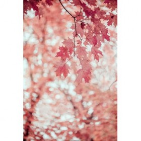 Pink and Coral Maple Leaves - Cuadrostock