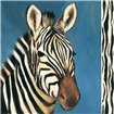 Exotic Zebra - Cuadrostock