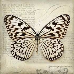 Butterflies Script III - Cuadrostock