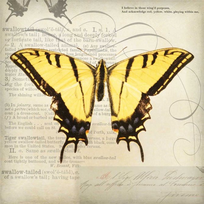 Butterflies Script V - Cuadrostock