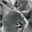 BW Tulips II - Cuadrostock