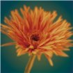 Chrysanthemum on Turquoise - Cuadrostock