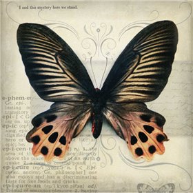 Butterflies Script IV - Cuadrostock