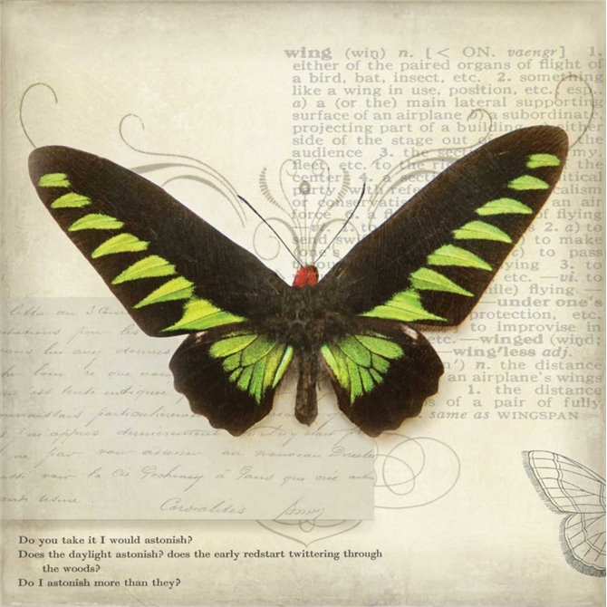 Butterflies Script VI - Cuadrostock