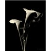 Botanical Elegance Calla III - Cuadrostock