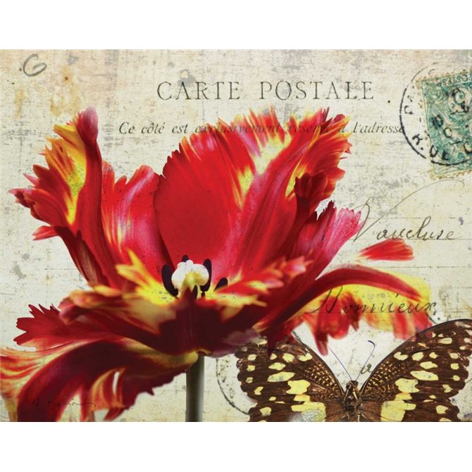 Carte Postale Tulip I - Cuadrostock