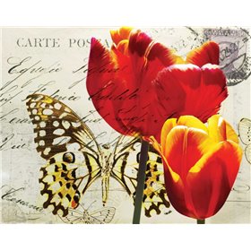 Carte Postale Tulip II - Cuadrostock