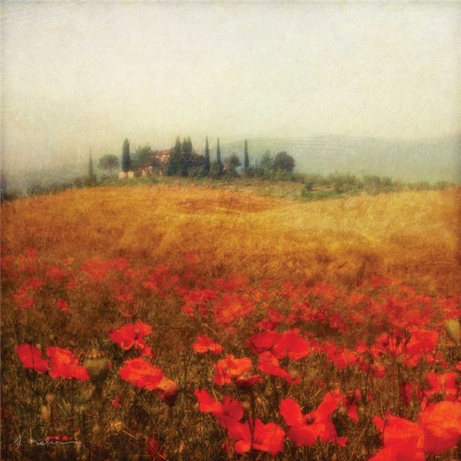Tuscan Poppies - Cuadrostock