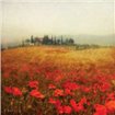 Tuscan Poppies - Cuadrostock