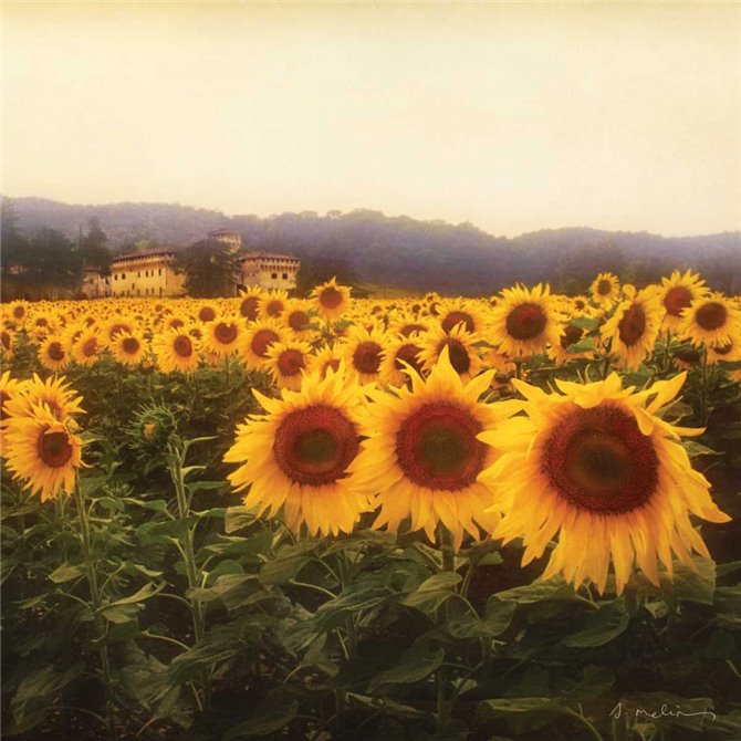 Tuscan Sunflowers - Cuadrostock