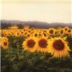 Tuscan Sunflowers - Cuadrostock