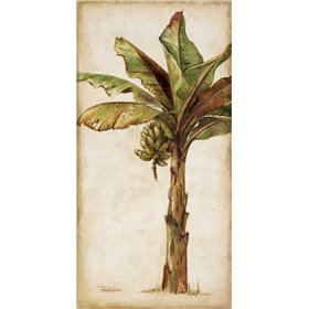Tropic Banana II - Cuadrostock