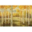 Aspens - Cuadrostock