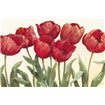 Ruby Tulips Wag - Cuadrostock