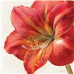 Vivid Amaryllis - Cuadrostock