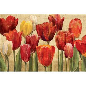 Tulip Fantasy on Cream - Cuadrostock