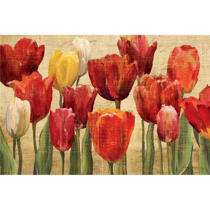 Tulip Fantasy on Cream - Cuadrostock