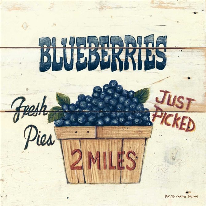Blueberries Just Picked - Cuadrostock