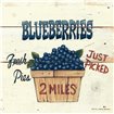 Blueberries Just Picked - Cuadrostock