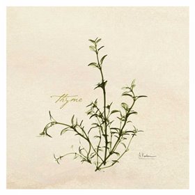 Thyme in Bloom - Cuadrostock